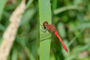 Red dragonfly resting on a leaf. Close-up of a red dragonfly  - Powered by Adobe