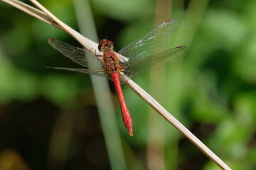 Close-up of a red dragonfly 