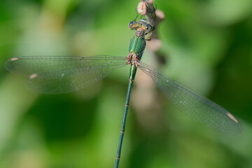 Dragonfly in the nature. Dragonfly macro photography with green background and showing of eyes and wings details.