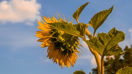 Słonecznik, kwiat słońca, w pełnym rozkwicie - obrazy, fototapety, plakaty