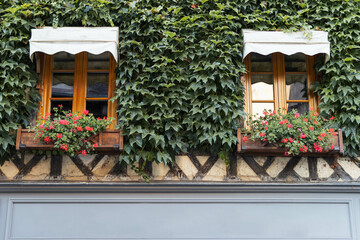 green plants grow on the facade of the house and protect from the sun