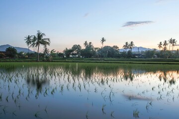 Sunset over the rice fields of Sumbawa, Indonesia.