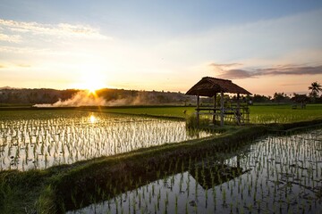 Sunset over the rice fields of Sumbawa, Indonesia.