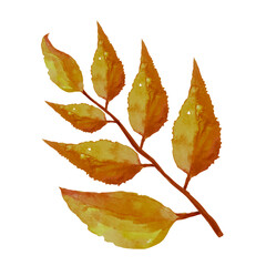 tree branch herbarium