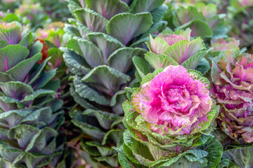 Close-up of colorful ornamental cabbages on the field of a specialized outdoor flower and plant...