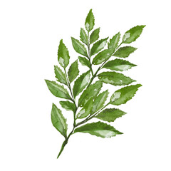 branch with leaves illustration