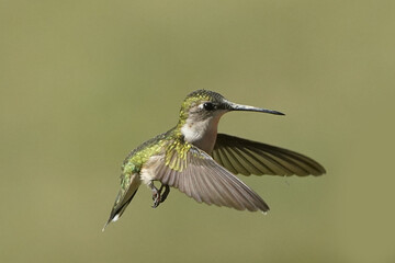 Female Ruby Throated Hummingbird in flight