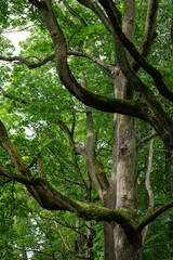 Many branches of trees with green leaves