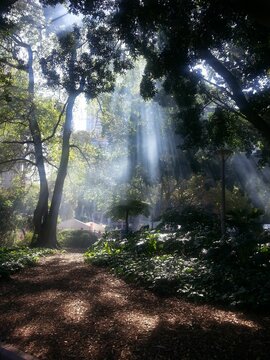 Rays of sunshine through trees