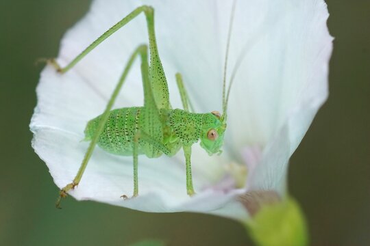 Closeup on a nymph of the green sickle-bearing bush-cricket, Phaneroptera falcata