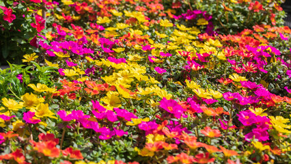 Obraz premium Big carpet of large-flowered purslane