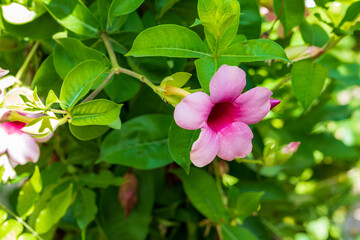 Pink flower of mandevilla
