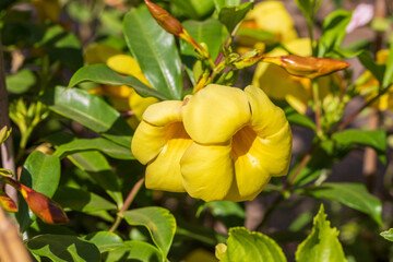 Allamanda cathartica