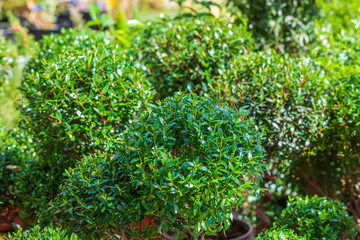 Round green syzygium trees