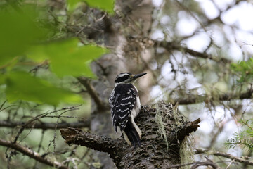 A female Hairy Woodpecker in La Mauricie National Park, Quebec