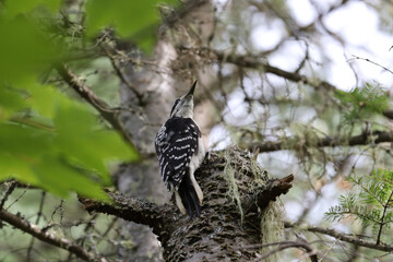 A female Hairy Woodpecker in La Mauricie National Park, Quebec