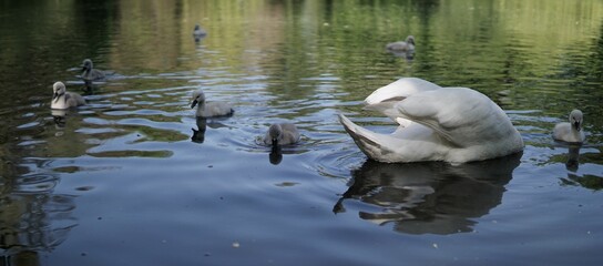 Beautiful white swan diving for fish and baby swans swimming on a lake surface