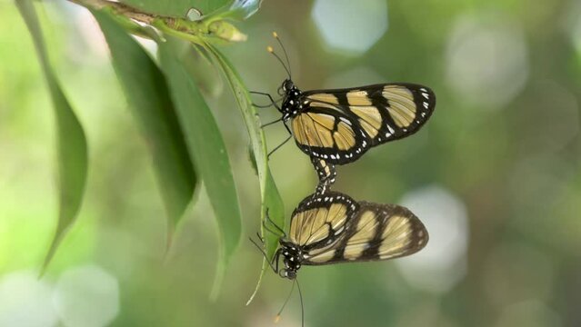 Mating of the species (Methona themisto) butterfly-of-manaca.
