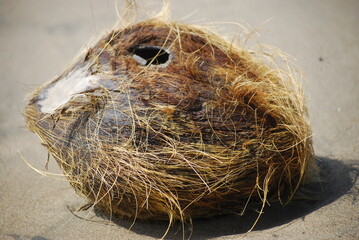 coconut fruit waste that is dried in the sun as an ingredient to make a cooking fire