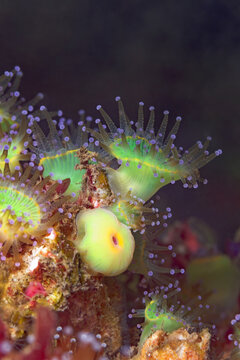 Corynactis californica anemones under sea water