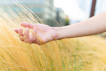 Crop woman touching dry tall grass in city park