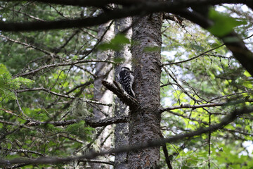 A female Hairy Woodpecker in La Mauricie National Park, Quebec