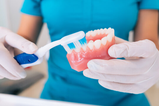 Anonymous female orthodontist brushing denture in clinic