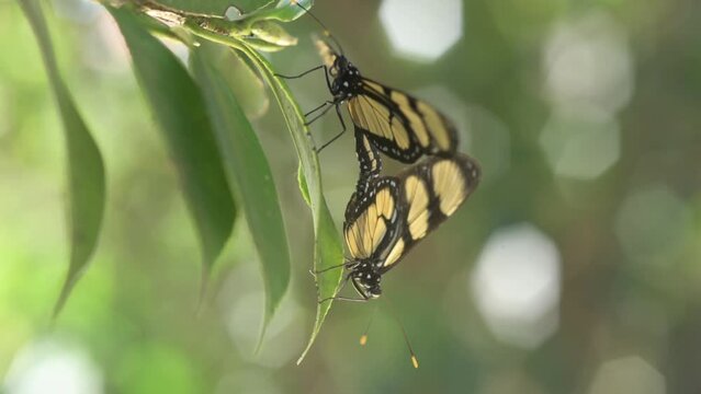 Mating of the butterfly known as the Butterflly-of-manaca (Methoma themisto).