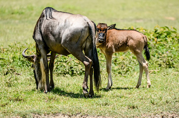 Obraz na płótnie Canvas Wildebeest and her baby in the parks of Tanzania