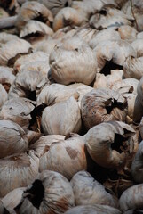 coconut fruit waste that is dried in the sun as an ingredient to make a cooking fire