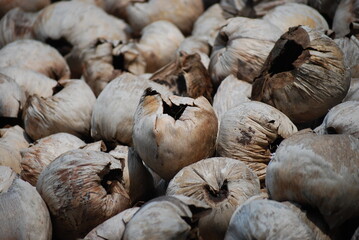 coconut fruit waste that is dried in the sun as an ingredient to make a cooking fire