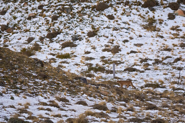 Puma walking in mountain environment, Torres del Paine National Park, Patagonia, Chile.