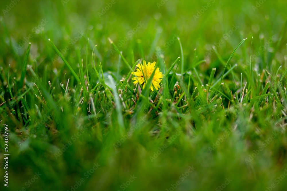 Poster Selective focus shot of yellow dandelion flower among fresh green grass in field