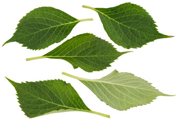 green hydrangea leaves in different positions cut out (isolated) on a transparent background with white