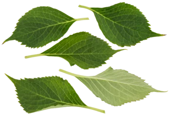 Foto op Plexiglas green hydrangea leaves in different positions cut out (isolated) on a transparent background with white © Line