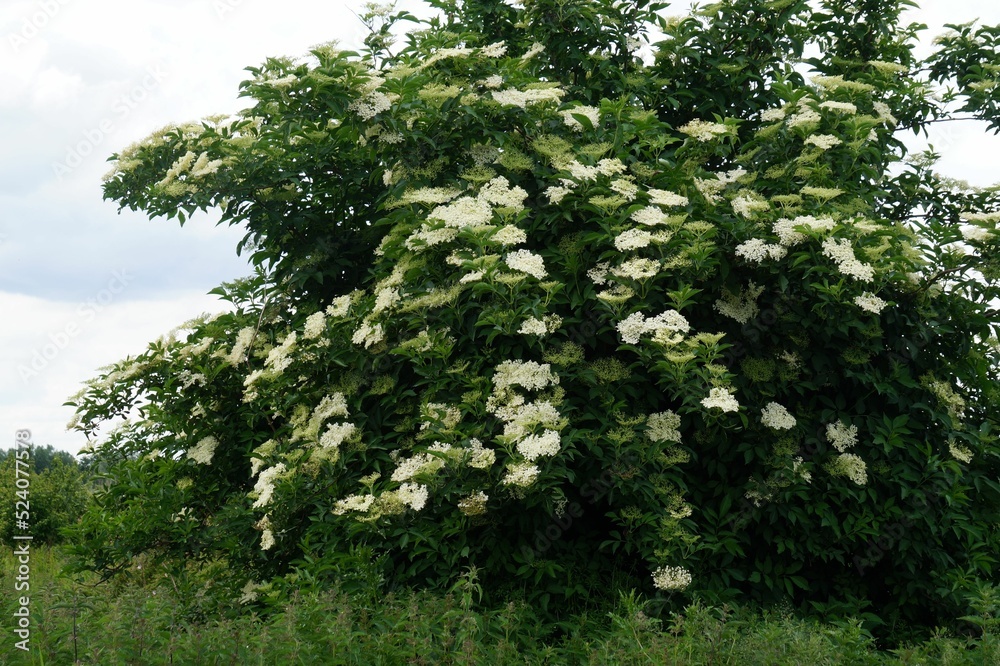 Canvas Prints Blooming European elder in the green meadow. Sambucus nigra.