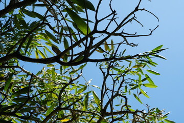 tabebuya tree leaves with blue sky background
