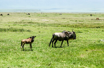 Wildebeest and her baby in the parks of Tanzania