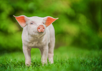 Pig looking away on the green grass, nature background.