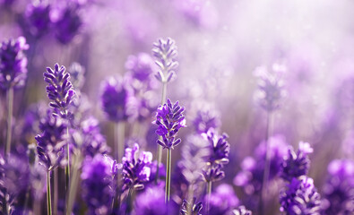 Lavender field in sunlight. Blooming Violet fragrant lavender flowers.