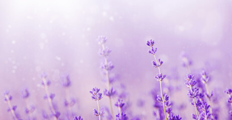 Fototapeta na wymiar Beautiful lavender in the rays of light, a fairy tale landscape