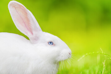 Portrait of a white rabbit on green grass. Easter Bunny.