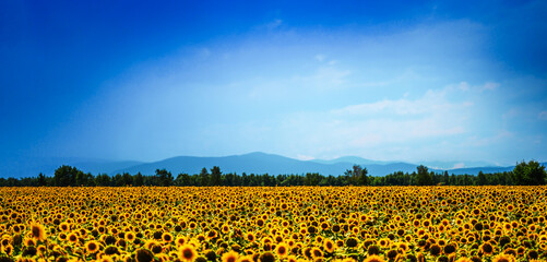 Feld of blooming sunflowers on the mountains landscape background