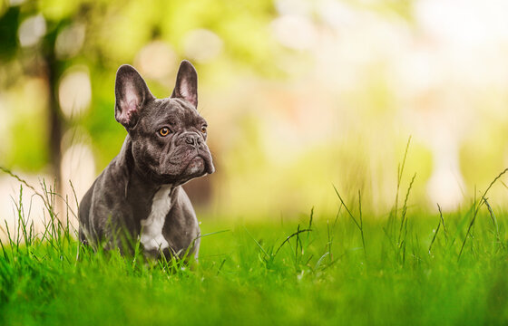 The French Bulldog dog sitting on the green grass and looking away