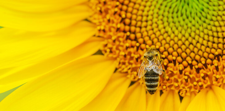 honey bee polllinating sunflower plant, banner photo