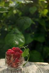 Large juicy raspberries in a transparent glass against a background of green foliage on a sunny morning