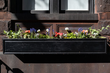 Black Flower Box on the Side of an Old Home with Colorful Flowers during Spring in Greenwich...
