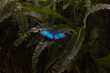 One butterfly with beautiful blue wings  on the tropical plant, known as Morpho peleides (Blue Morpho), selective focus on the butterfly