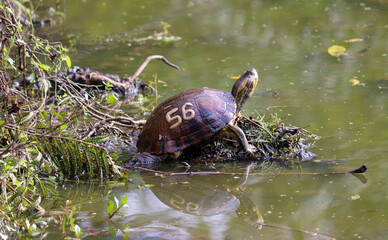 Photograph of a beautiful turtle in Parcão lake in Porto Alegre, Rio Grande do Sul, Brazil.