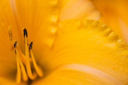 orange flower close up